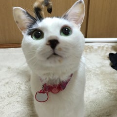 ミーままのプロフィール