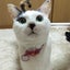 画像 猫と孤独なおばさんの乳がん日記のユーザープロフィール画像