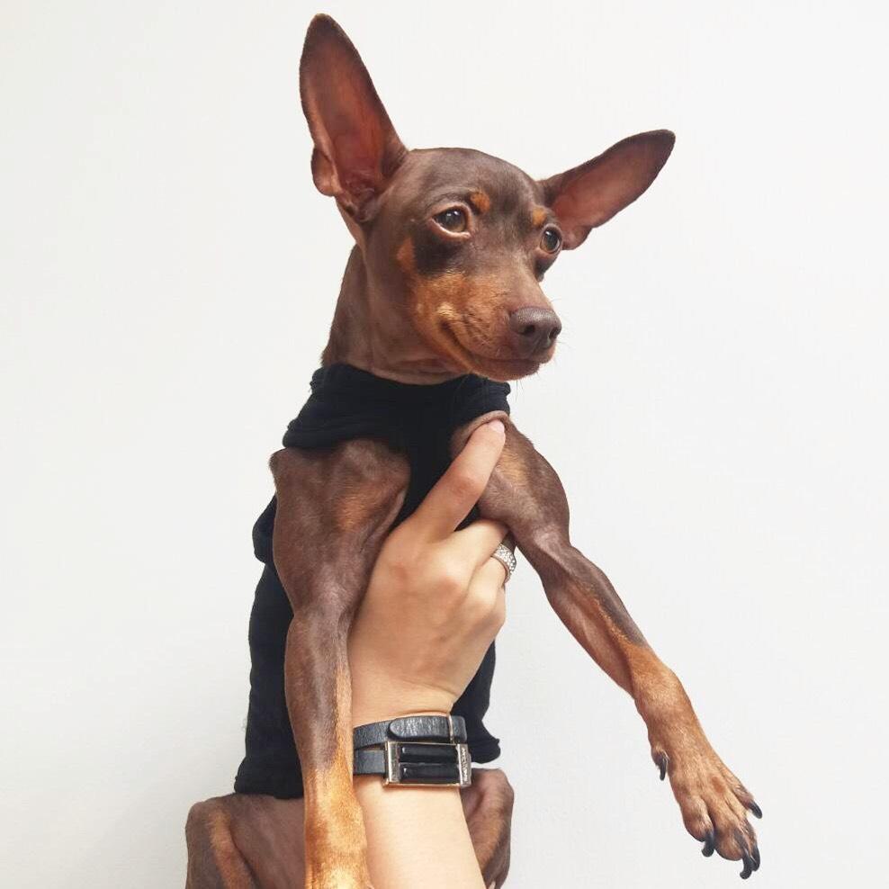 おしゃれ犬服 おしゃれでかわいい犬服ブランド Dog Style Blog By The Darling Tokyo