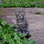 よよよのサムネイル