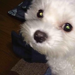 ぢゅんこのプロフィール