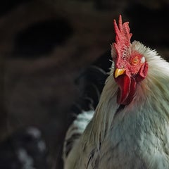 やめいさんのプロフィール