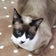 小さい頃からの夢、ねこを飼う