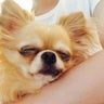 さるばちょふのプロフィール