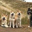 画像 築100年の古民家で田舎暮らしを始めた大型犬達と僕。のユーザープロフィール画像