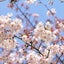 cerejeiraのサムネイル
