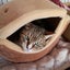 画像 保護猫カフェあすなろ日記のユーザープロフィール画像