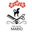 画像 出張トリミング DOG SALON MARIOのユーザープロフィール画像