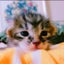Y子のサムネイル