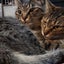 チロルとどんぐりのサムネイル