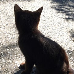 黒パピのプロフィール