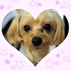 kotetsukotetsuchanのプロフィール