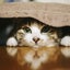 shun.のサムネイル