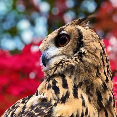 餌について 考察 フクロウ日和