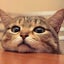 画像 猫耳のボヤキのユーザープロフィール画像