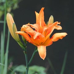 わすれ草のプロフィール