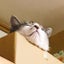 ねこねこのサムネイル