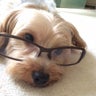 こてつのプロフィール