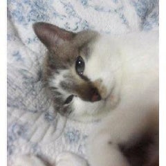風森湛のプロフィール