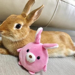 もこ母のプロフィール