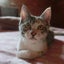 画像 のほほん猫日和のユーザープロフィール画像