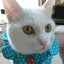 画像 白猫⭐れおくん成長ブログのユーザープロフィール画像