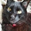画像 黒猫の蓮はぽっちゃりしているのユーザープロフィール画像