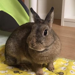 miesjeのプロフィール