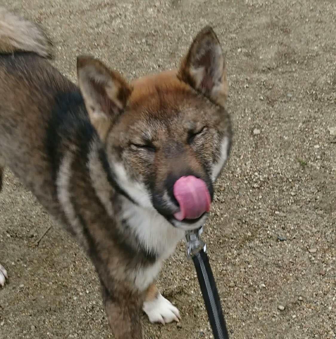 美しい犬 四国犬と暮らす