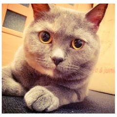 川田　べにのプロフィール