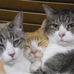 晴れ時々ねこのプロフィール
