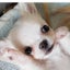 ペコのサムネイル
