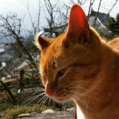 革靴のプロフィール