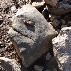 Josko_SKのプロフィール