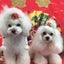 画像 Dog Salon Tricolore のブログのユーザープロフィール画像