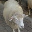 画像 夢見る仔羊、旅に出るのユーザープロフィール画像