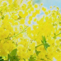 rirakのプロフィール