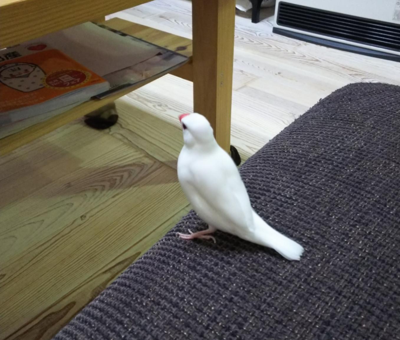 話す、放す | 私と鳥と中の人