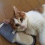にゃんこのサムネイル