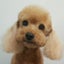 画像 もこるいりんママの保護犬預かりダイアリーのユーザープロフィール画像