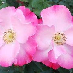 7w つわり軽くなる恐怖 40代の妊娠記録 7w つわり軽くなる恐怖 40代の妊娠記録