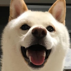 だいふくのプロフィール