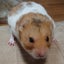 アメジストのサムネイル