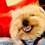 omasapukuのサムネイル