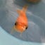 画像 金魚がこんなに可愛いなんて！のユーザープロフィール画像
