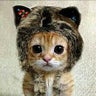 miumiu**のプロフィール