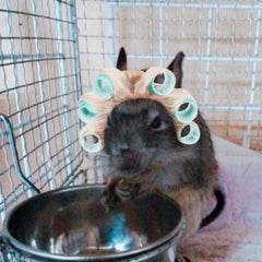 ハムグラのプロフィール