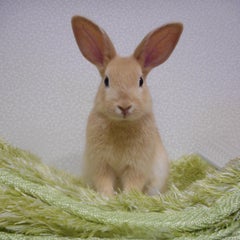 うさぎもかどのプロフィール