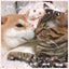 ポチ子のサムネイル