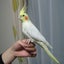 オカメインコマニア1017のサムネイル